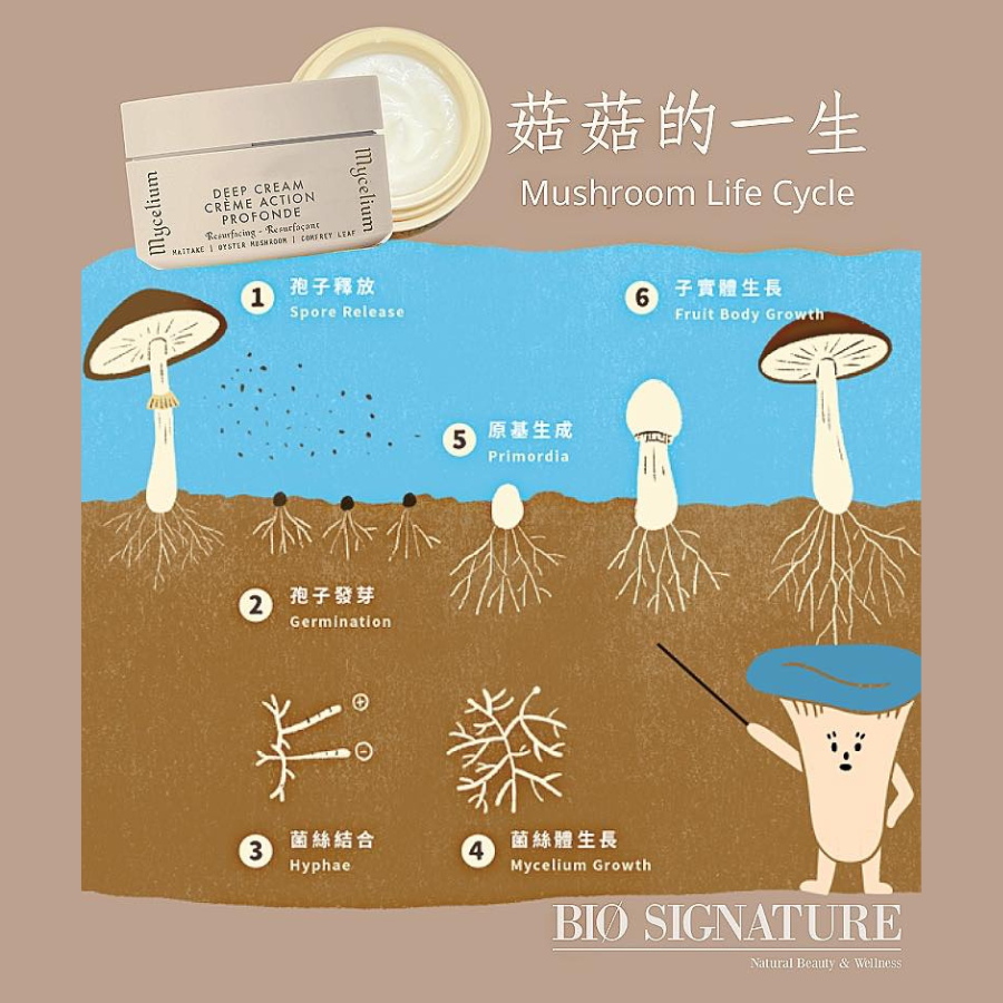 BIO專業快遞｜為何「菌絲體」是抗老極品